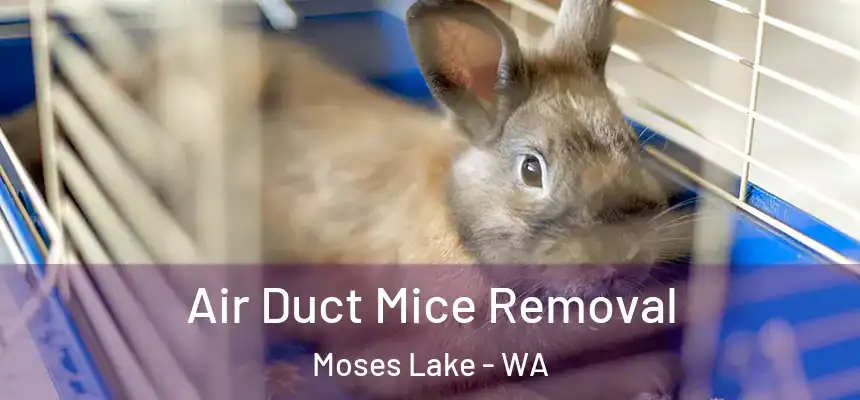Air Duct Mice Removal Moses Lake - WA